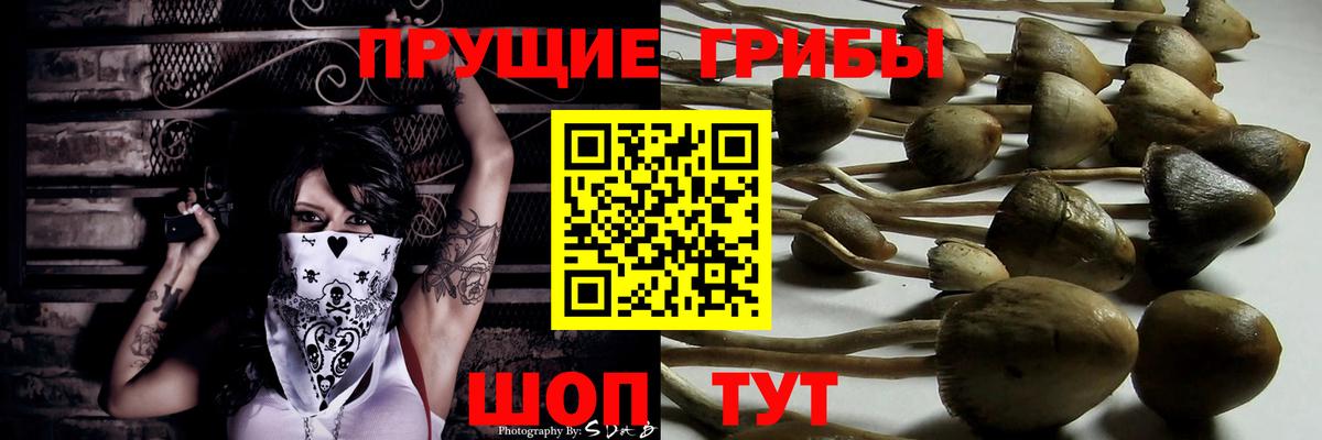 Галлюциногенные грибы Psilocybine cubensis  Псилоцибиновые грибы Psilocybine cubensis  Вход с VPN  Торжок 
